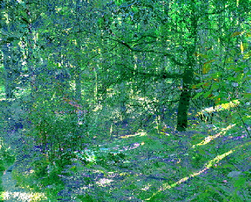 Moorbirken �Sigrid van Sierenberg