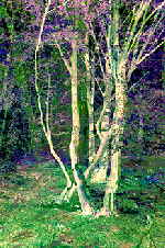 Tanzende B�ume �Sigrid van Sierenberg