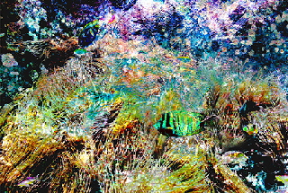 the green fish  �Sigrid van Sierenberg